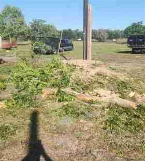 tree service lakeland